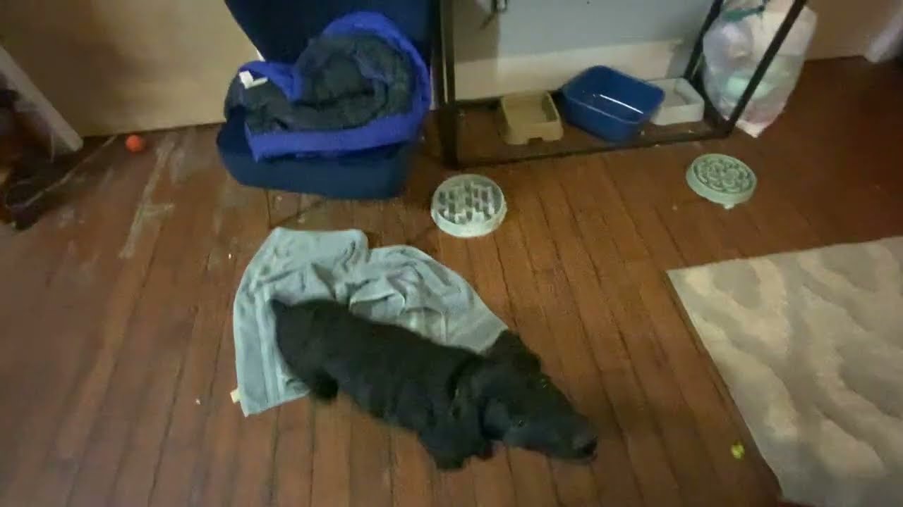 Bad dog behavior caught on camera 