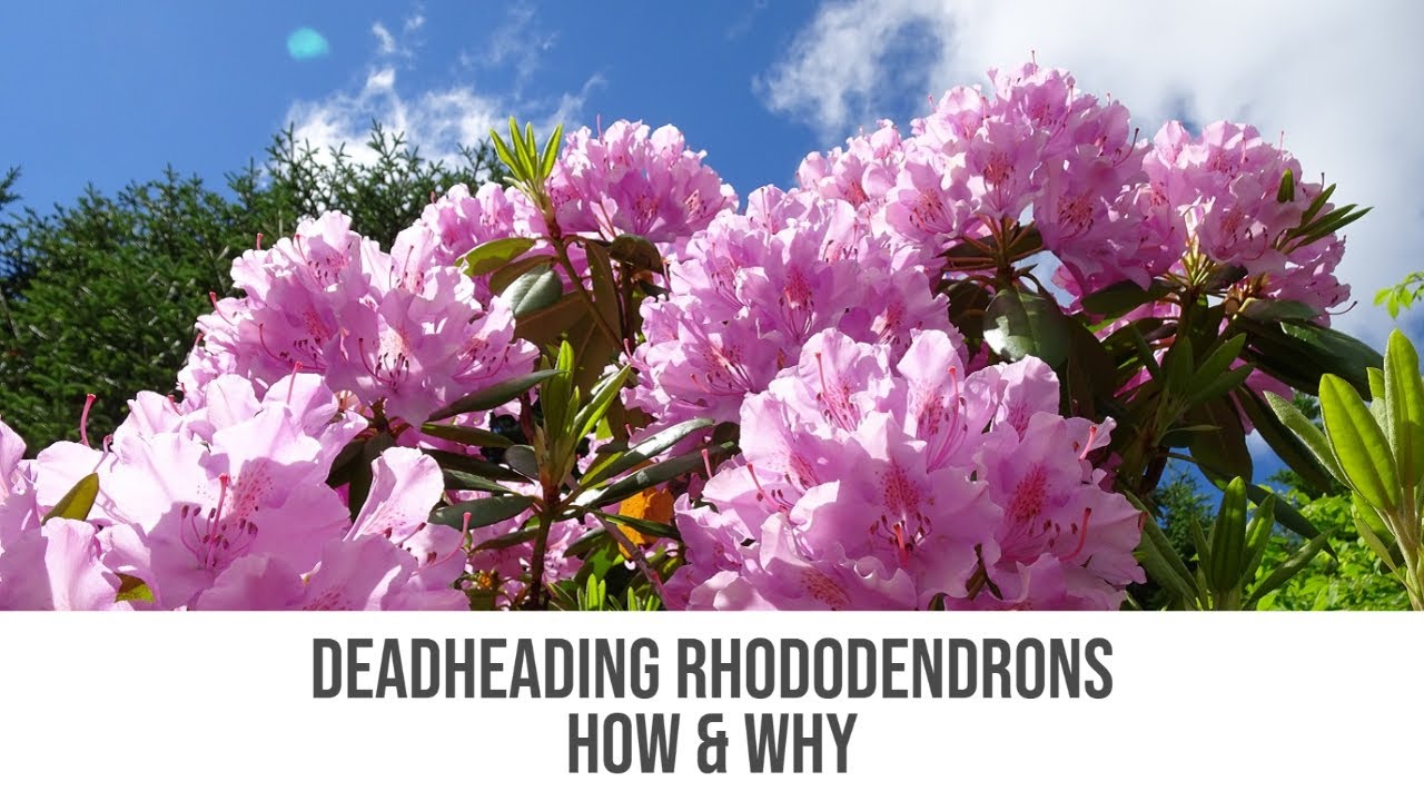 Deadheading Rhododendrons - How & Why