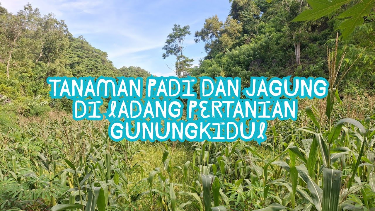 Tanaman Padi dan Jagung di Ladang Pertanian Gunungkidul