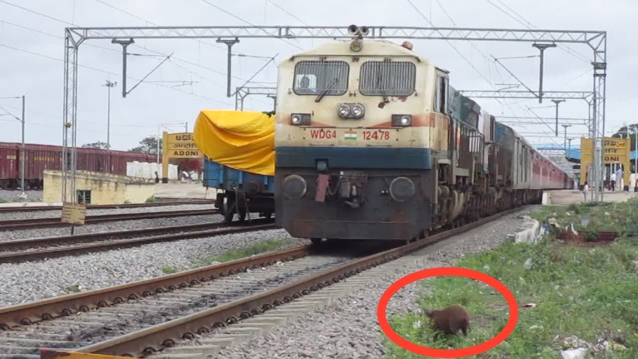 Piglet WDG 4 Shoos PIG|Original EMDs welcomes Special visitor-Indian Railways