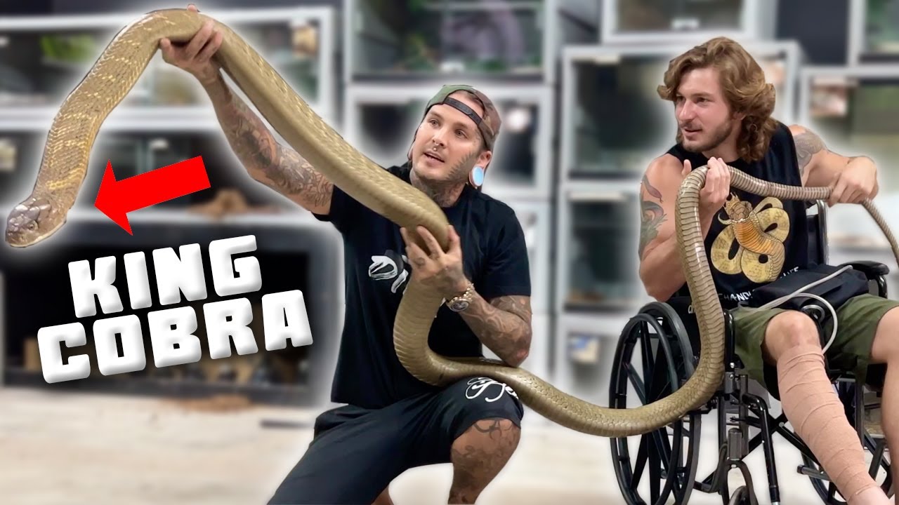Cleaning ALL OF CHANDLERS VENOMOUS SNAKES! WILL ALEX SURVIVE?