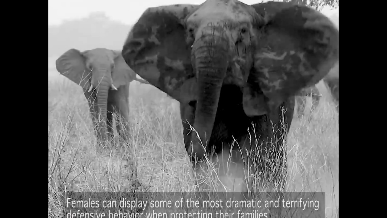 World Elephant Day 2018 by ElephantVoices
