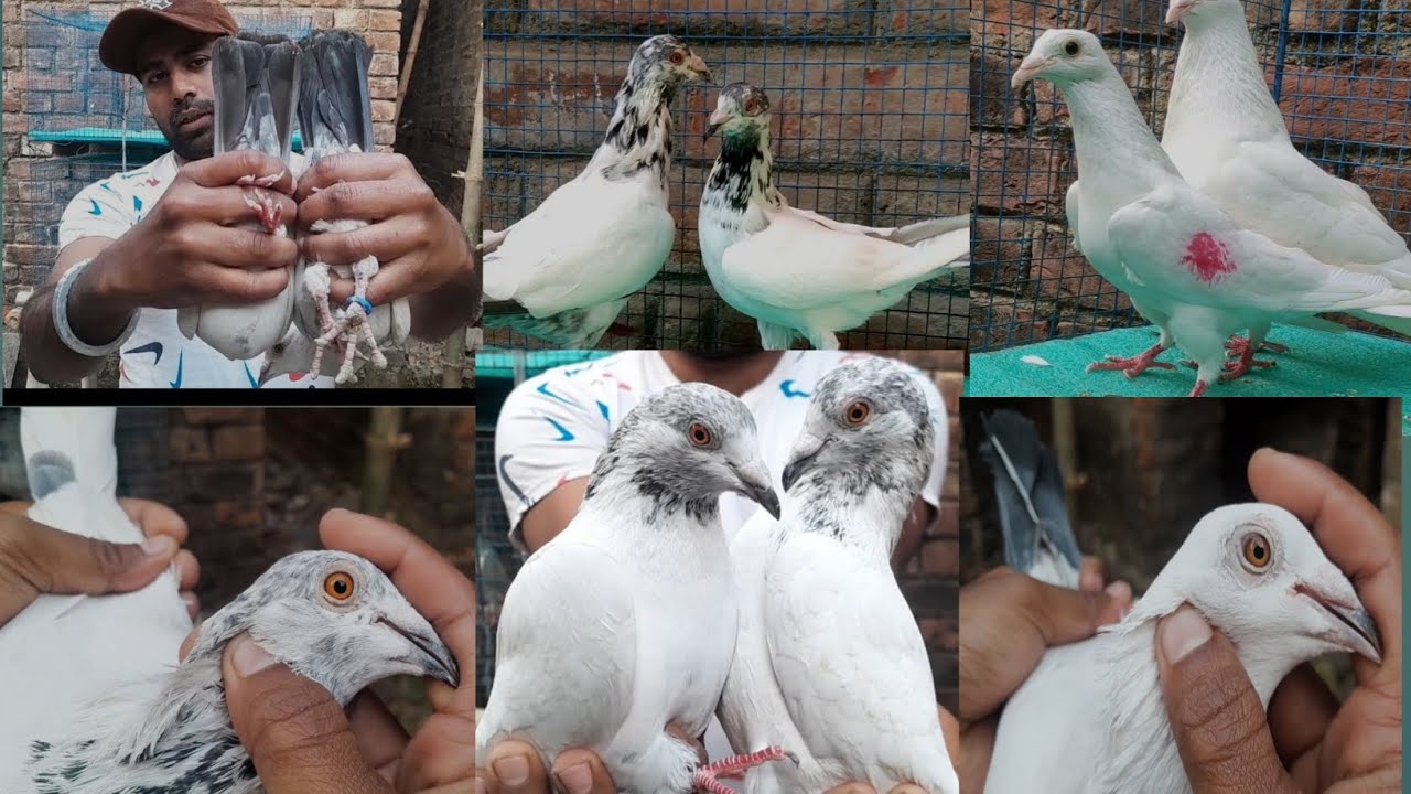চেন্নাই বিড কালদোমা আন্ধরা কালশিরা ও ফুলশিরা আর ষ্টার কালঙ্কা অল সেল #### Subscribe কীজিয়ে ####