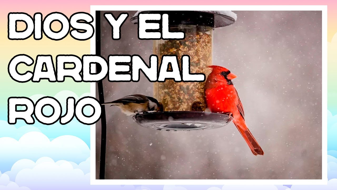 ¿Qué significa que DIOS ENVÍE a los CARDENALES?