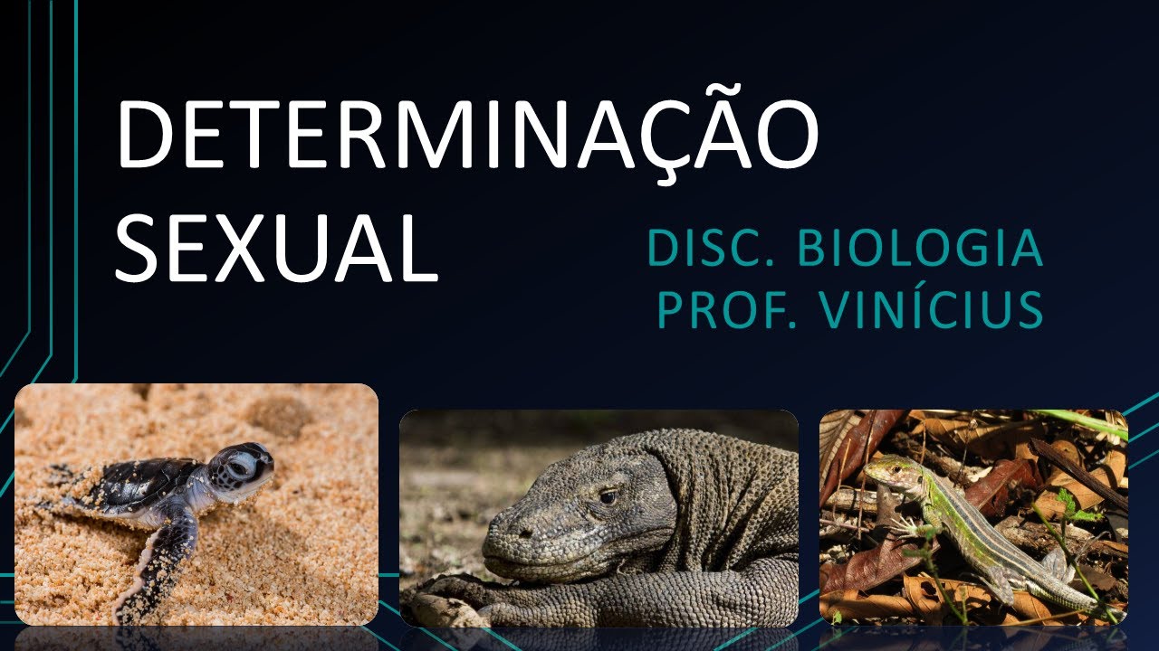 Aula - Determinação Sexual - Cromossomos, Genes e Ambiente - Prof. Zé Vinícius - Biologia ENEM