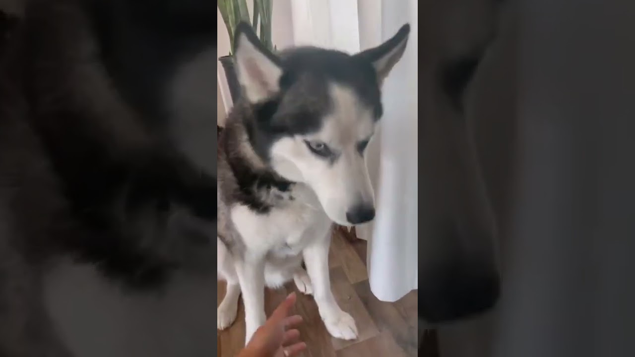 THE BEST FOOD FOR A HUSKY.