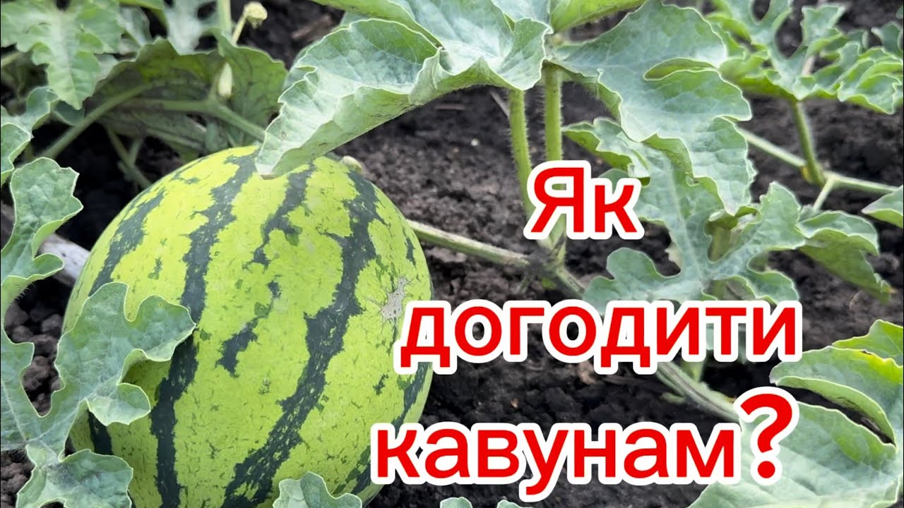 Кавуни на 30 червня, вже завʼязуються, не пасинкуємо.