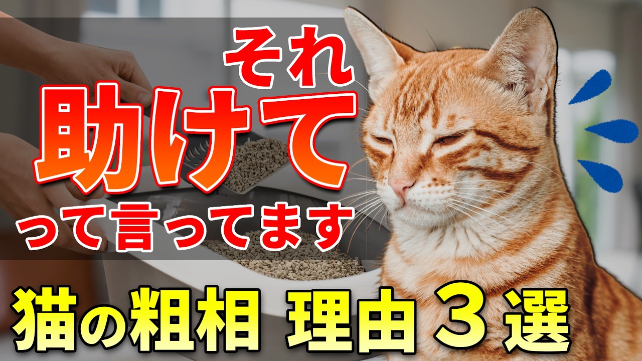 【もう怒らないで】猫がトイレ以外で粗相する3つの理由とは？