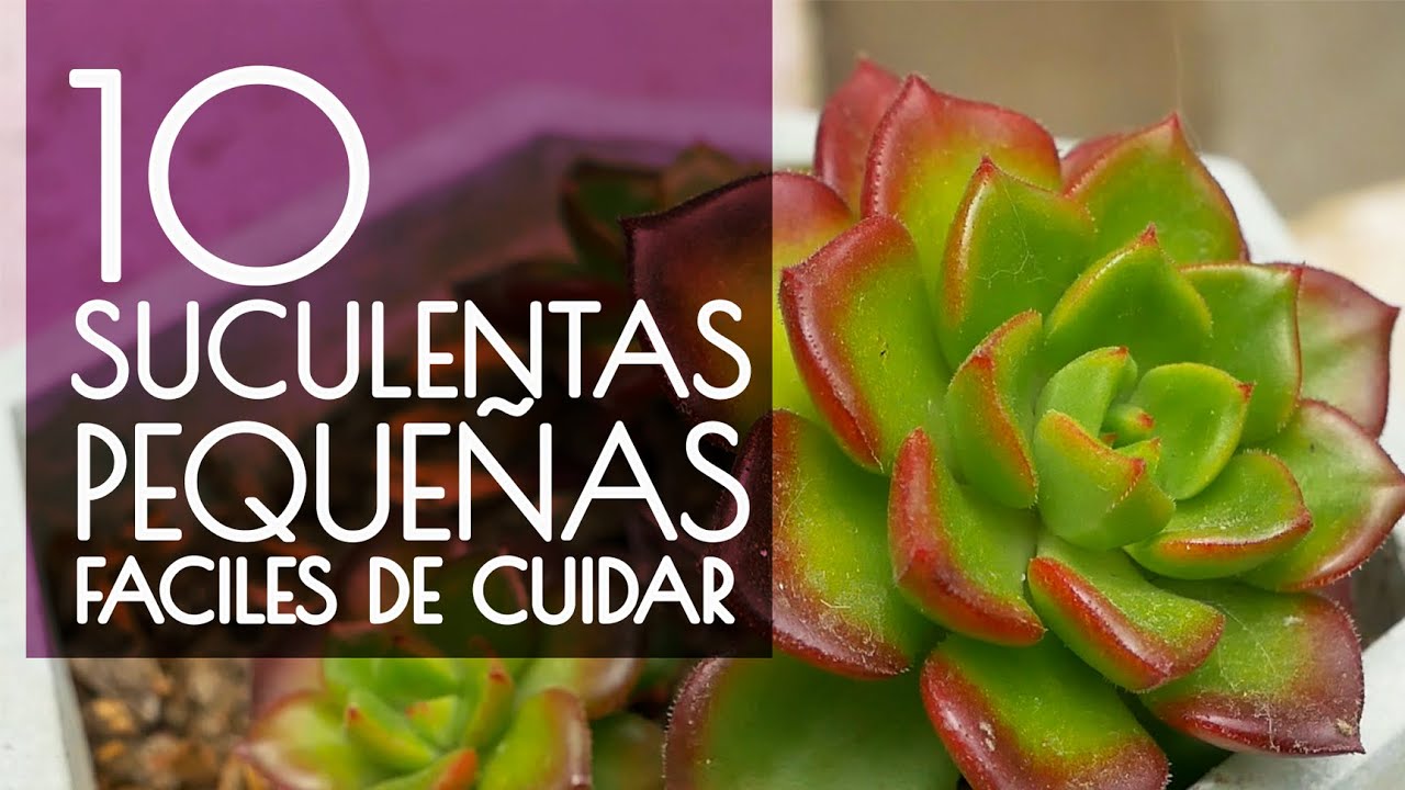 10 SUCULENTAS PEQUEÑAS FÁCIL DE CUIDAR