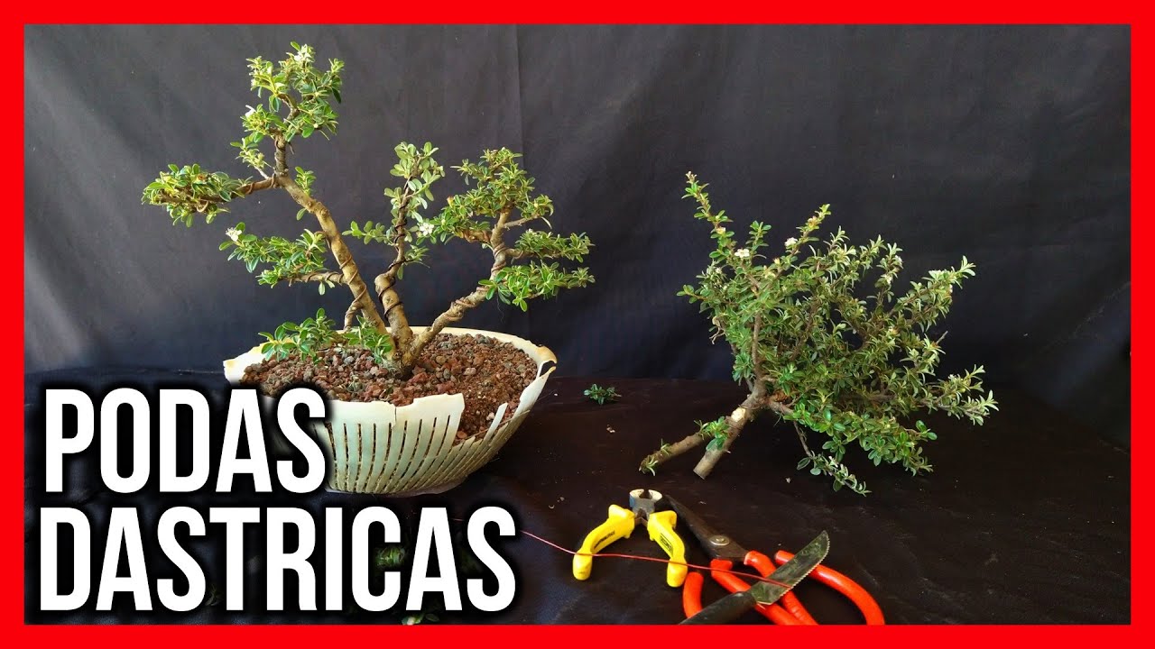 BONSAI ESTILO TRIPLE TRONCO cotoneaster microphyllus CUTIVADO EN COLADOR