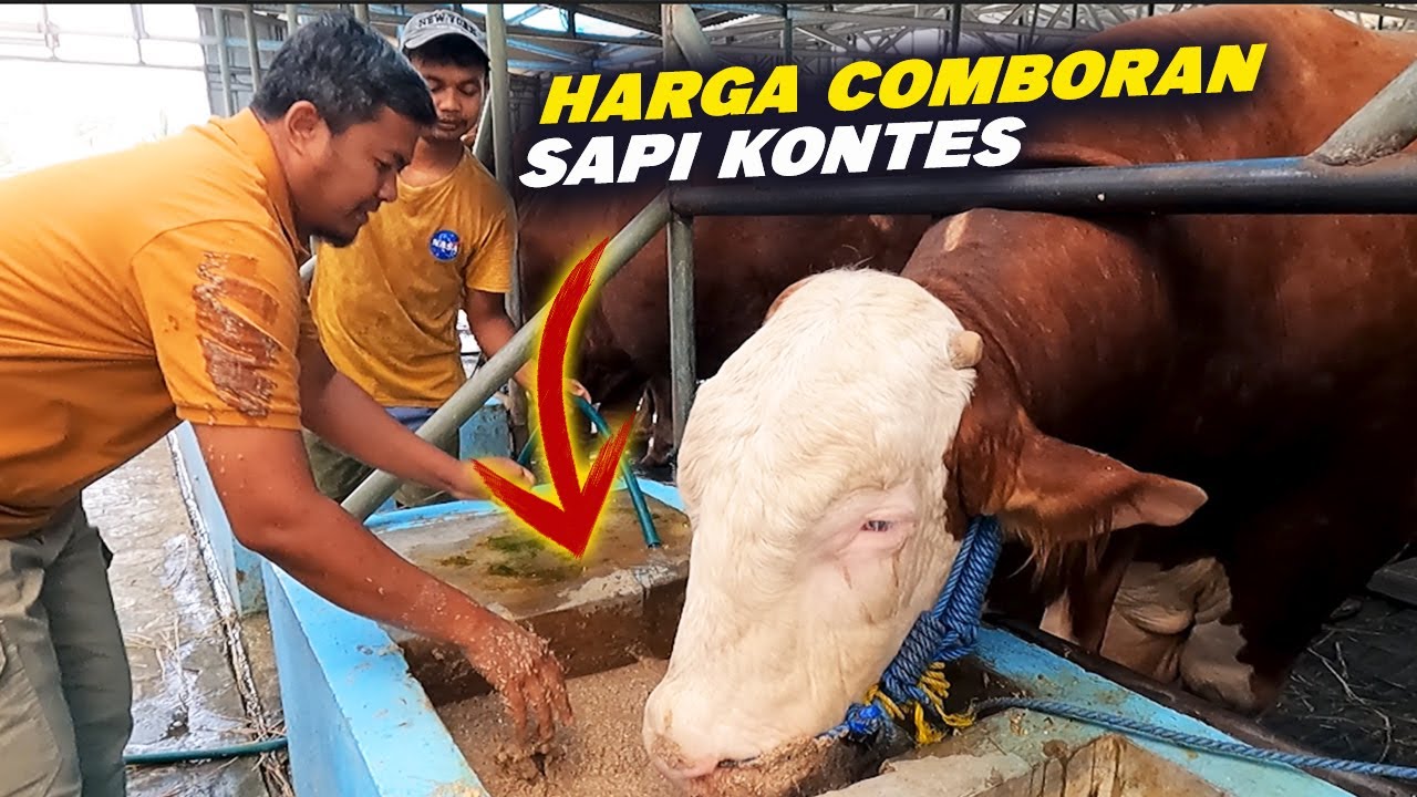 Racikan Comboran Sapi 1 Ton Up Di Kandang Ales Farm