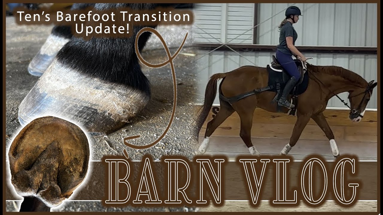 BARN VLOG || Ten's 10 month barefoot transition, Zeke's EPM rehab work out!!