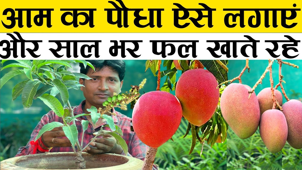 आम का पौधा लगाते समय 5 बातों का ध्यान दें और साल भर फल खाते रहे | Aam Ka Paudha Kaise lagaen