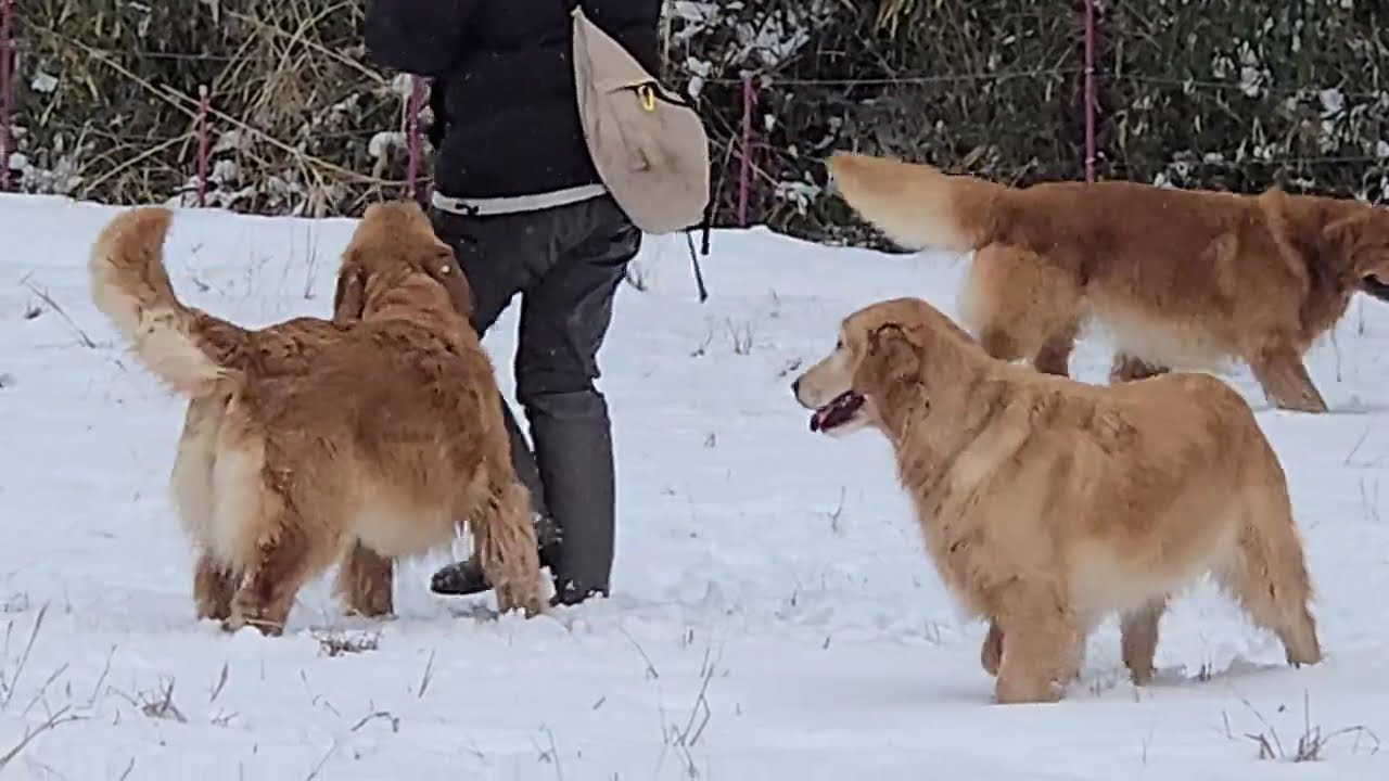 雪の原っぱで遊ぶゴールデンレトリバー４頭。#ゴールデンレトリバー #大型犬のいる生活 #goldenretriever #ibukikohaku #クレイジーヤッコー犬舎 #雪遊び #dog