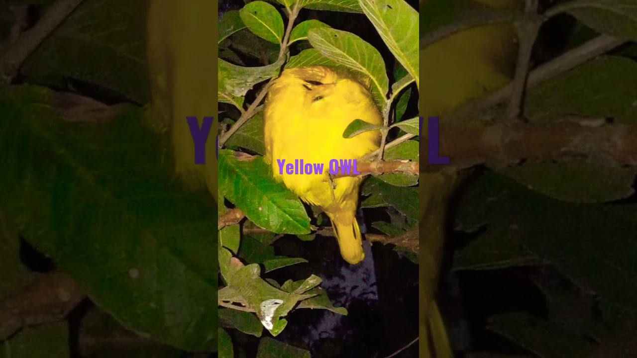 Beautifu Yellow owel@ very rare in earth@ Yellow owl in our guava tree@ Click by Rajendra