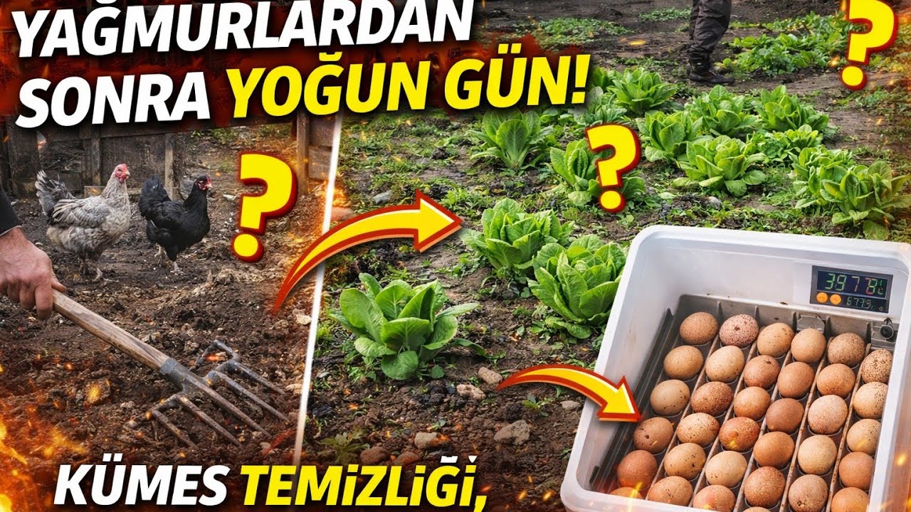 Kümesi Temizliyoruz | Bahçede Son Durum