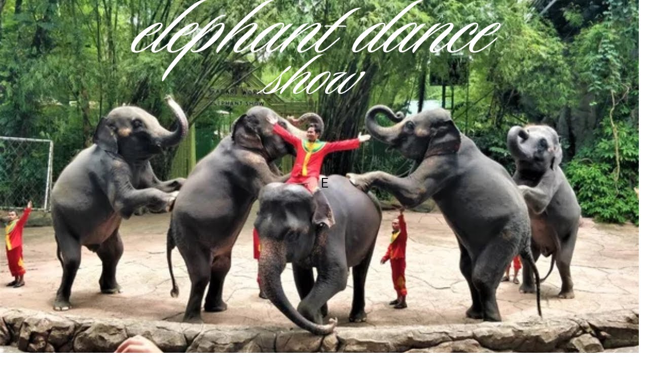 Spectacular Elephant Dance Show at Safari World Bangkok 🐘 | Fun Family Adventure in Thailand!
