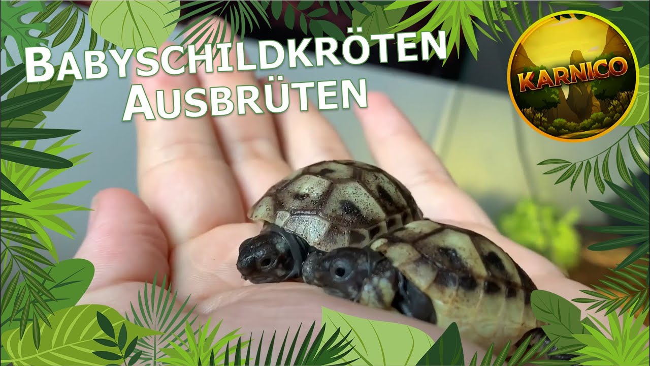 Vom Ei zur Schildkr&ouml;te: Ausbr&uuml;ten von Schildkr&ouml;teneiern | Babyschildkr&ouml;ten schl&uuml;pfen | Karnico