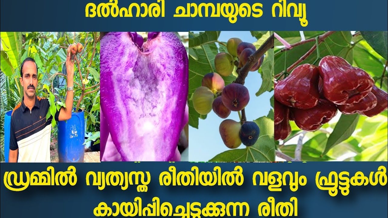 dalhari Chamba ഡ്രമ്മിൽ കായ്ച്ചു നിൽക്കുന്ന മുതൽ വ്യത്യസ്ത രീതിയിൽ വളം കൊടുത്തു വിജയിപ്പിച്ചു#fruit