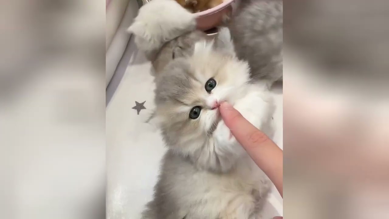 These charming cats are sure to warm your loving soul