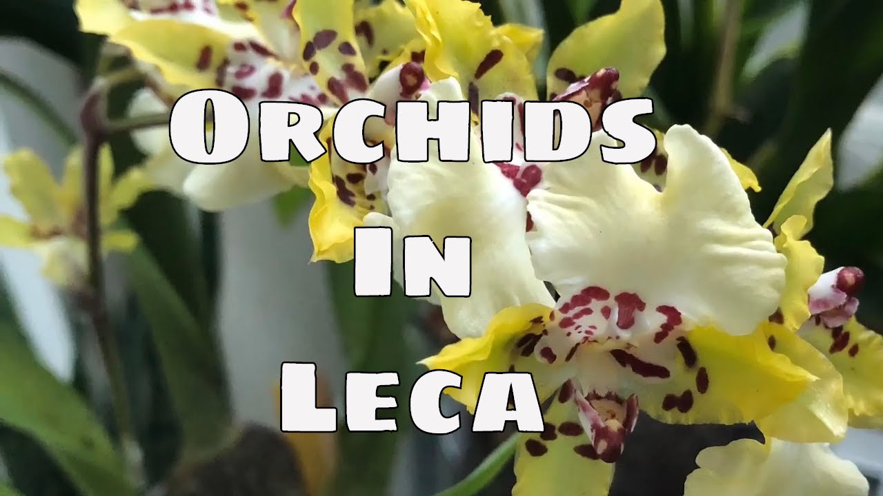 Growing in Leca Pt 4 Grow Orchids In Leca Step by Step Hydroponic  How To Grow Phal Cattleya