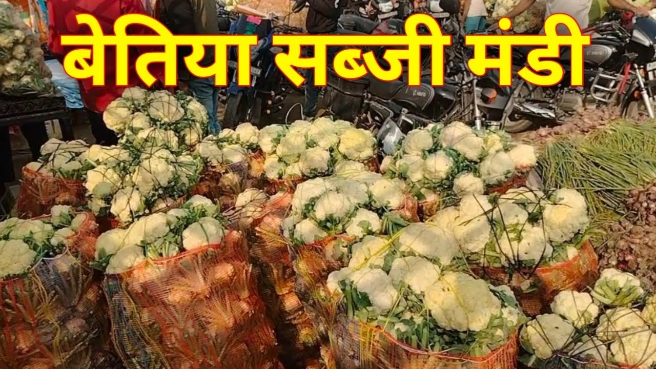 November 12, 2025 बेतिया सब्जी मंडी फूलगोभी सबसे ज्यादा आया है #sabji_mandi_bhav 