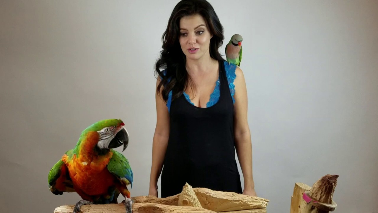 How to Deal With a Broken Blood Feather | PARRONT TIP TUESDAY