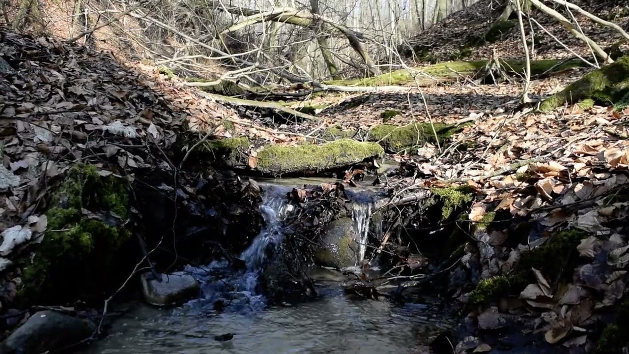 4K Forest Stream Sounds in Masuria, Poland | Early Spring Beech Forest , Relaxing Water Sounds ASMR
