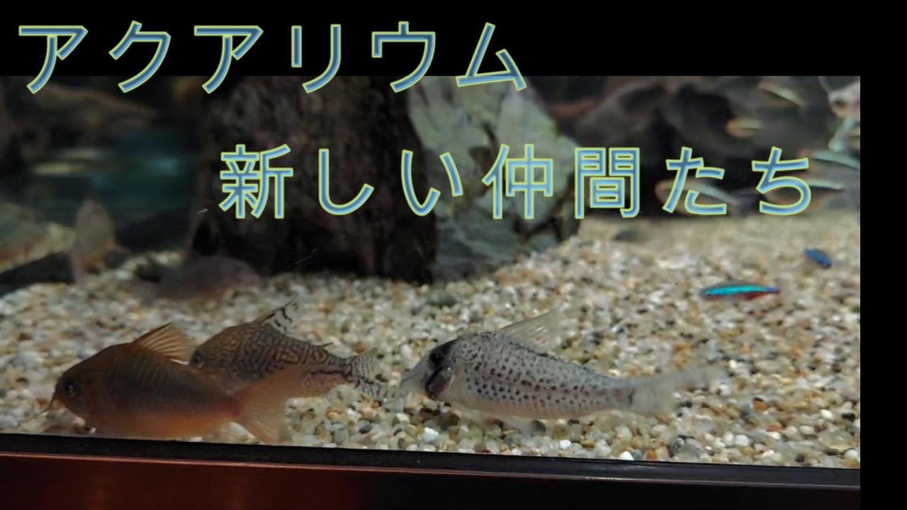 新しい仲間たち【アクアリウム】