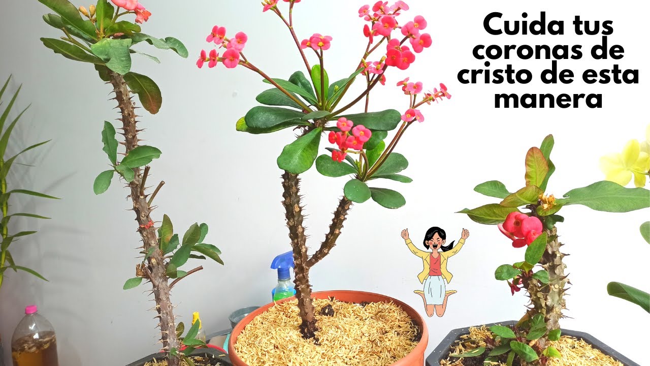 Como cultivar coronas de cristo de manera correcta