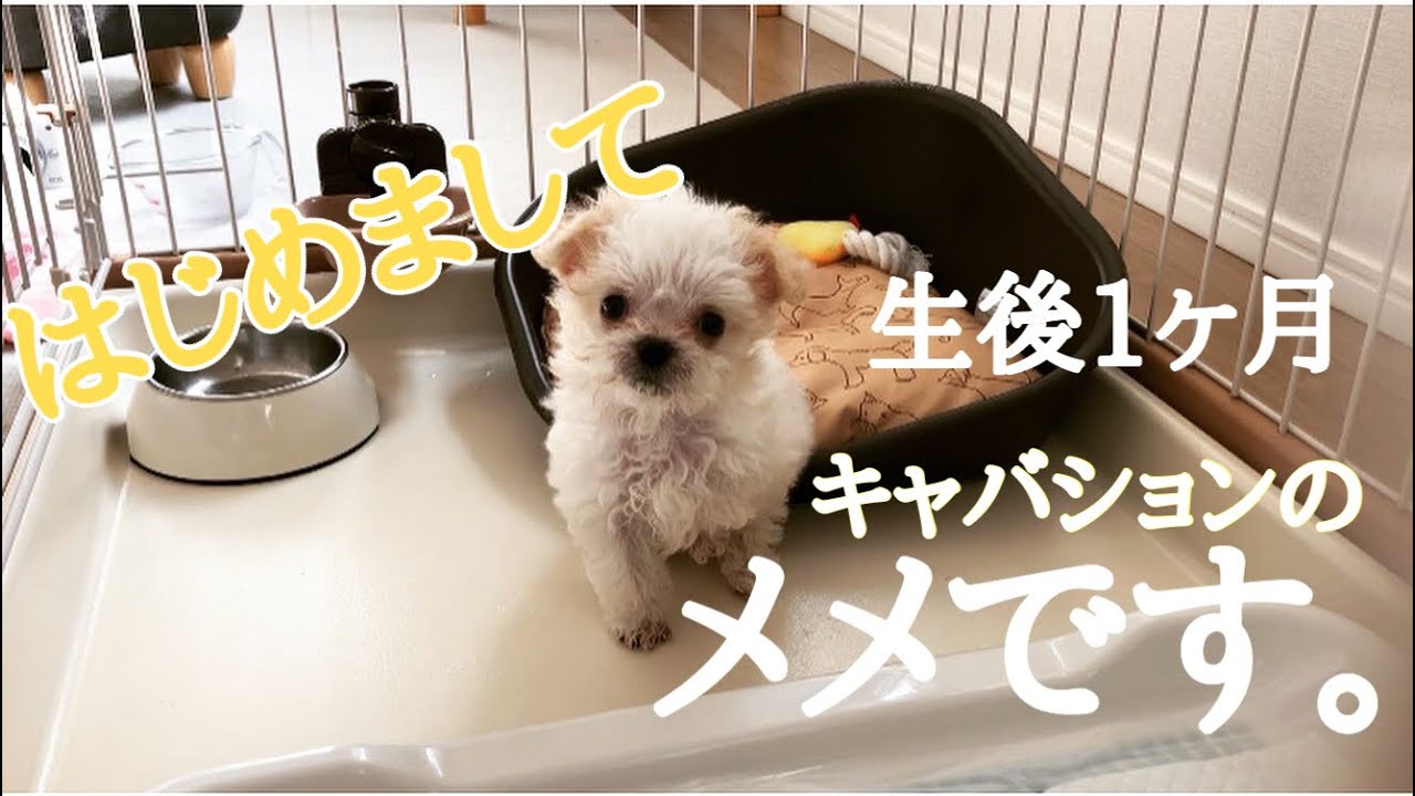 生後1ヶ月はじめましてメメです。【キャバション】
