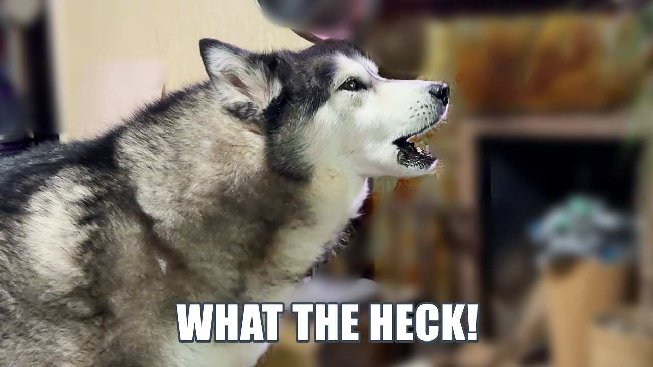 Husky Tells Naughty Dogs Off! He's Not Ok With Bad Behaviour!