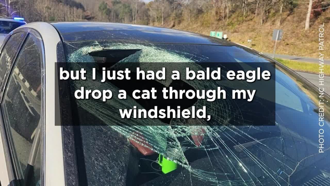 LISTEN: 911 call released after bald eagle drops cat through windshield