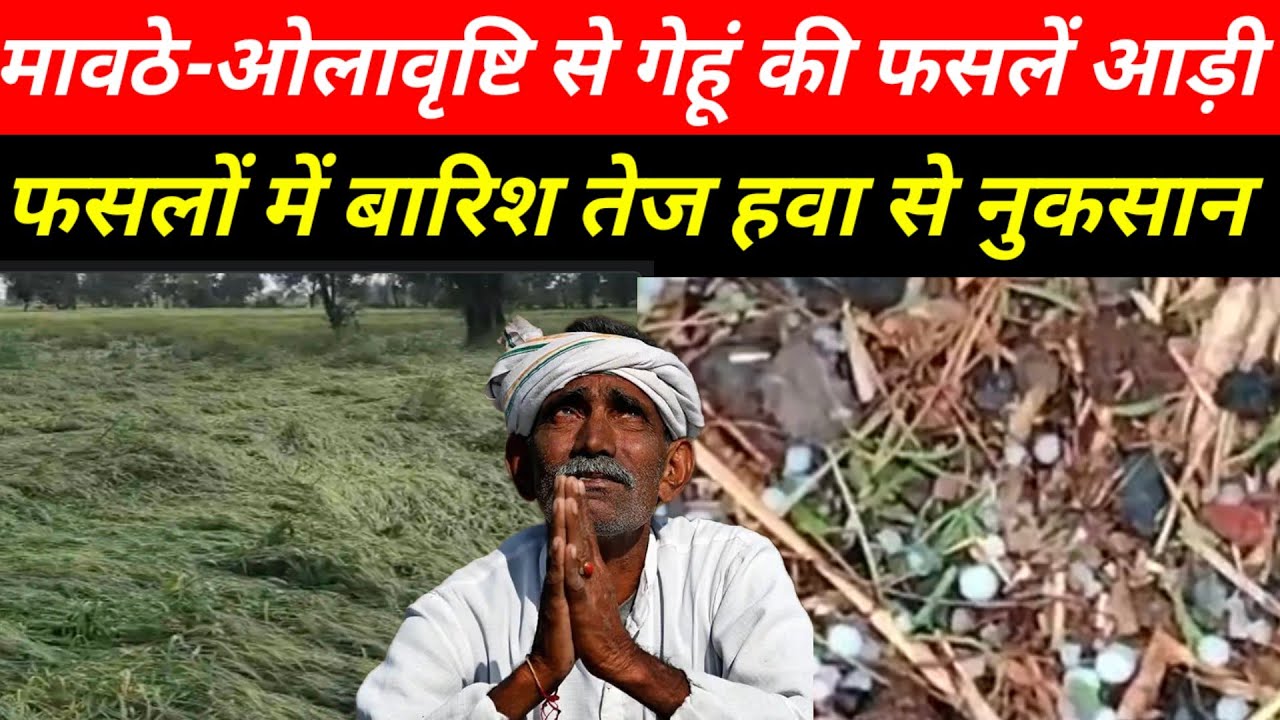 राजगढ़ में मावठे ओलावृष्टि बारिश तेज हवा से फसलों में हुआ नुकसान! #rajgarhmp 