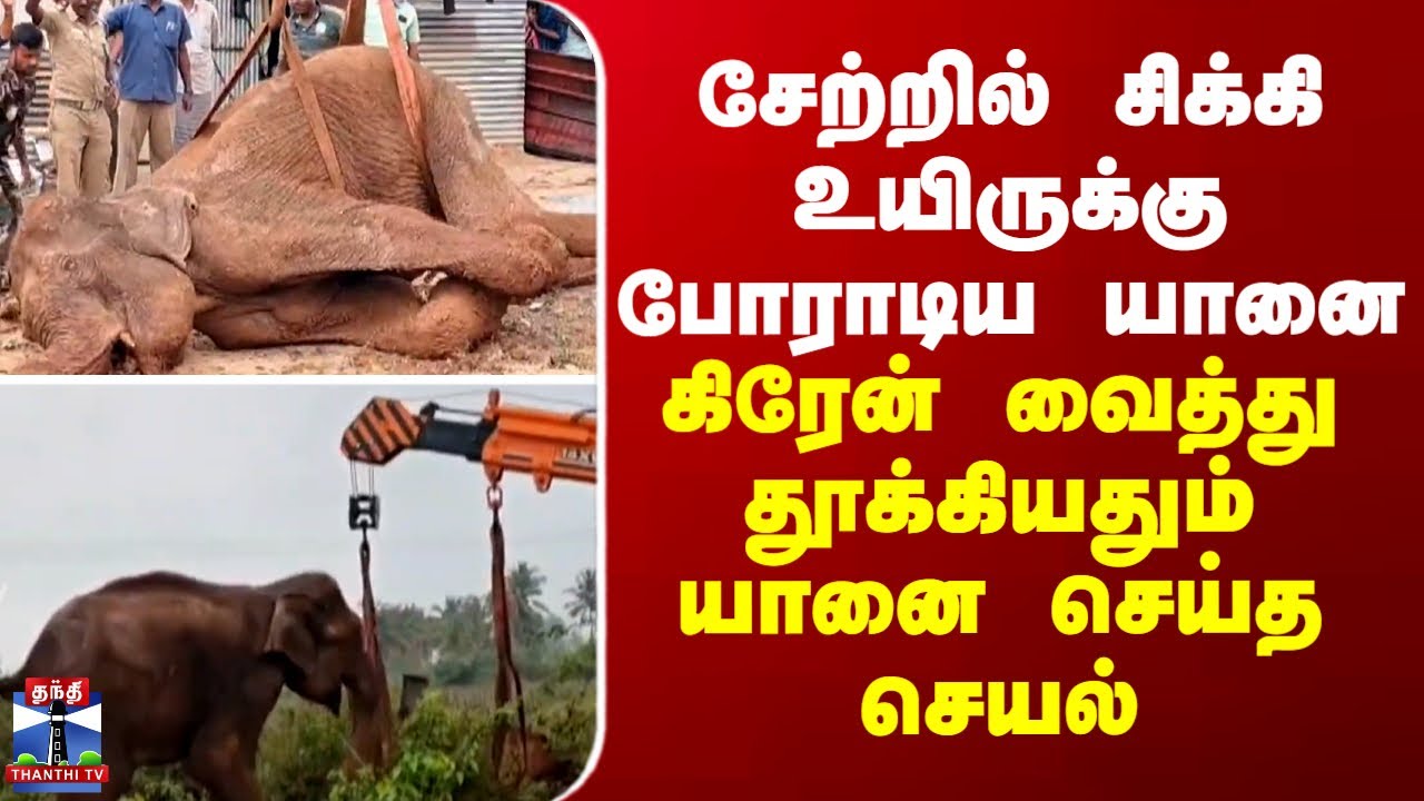 Rescue | சேற்றில் சிக்கி உயிருக்கு போராடிய யானை... கிரேன் வைத்து தூக்கியதும் யானை செய்த செயல்