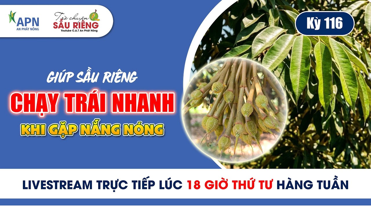 APN - GIÚP SẦU RIÊNG CHẠY TRÁI NHANH KHI GẶP NẮNG NÓNG | KỲ 116