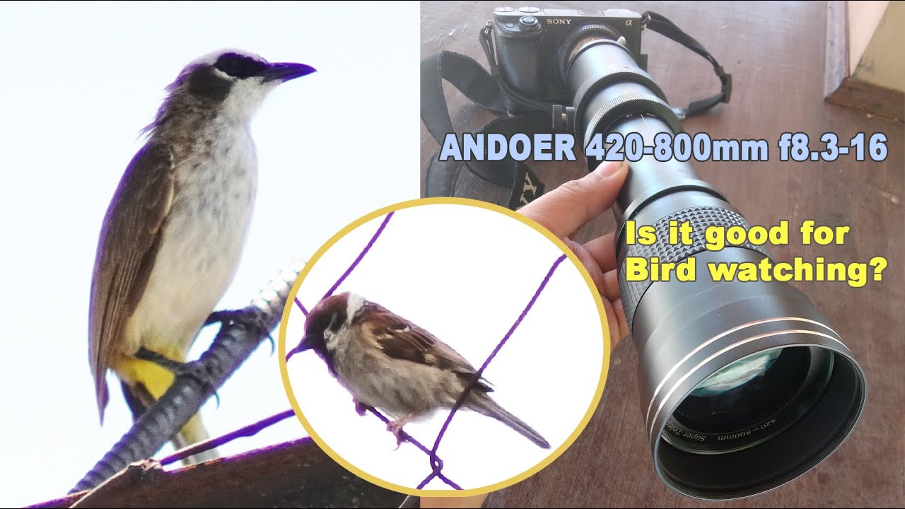 Andoer 420-800mm Lens for birds/ wildlife photography & video review (Sony A6400 mirrorless body)
