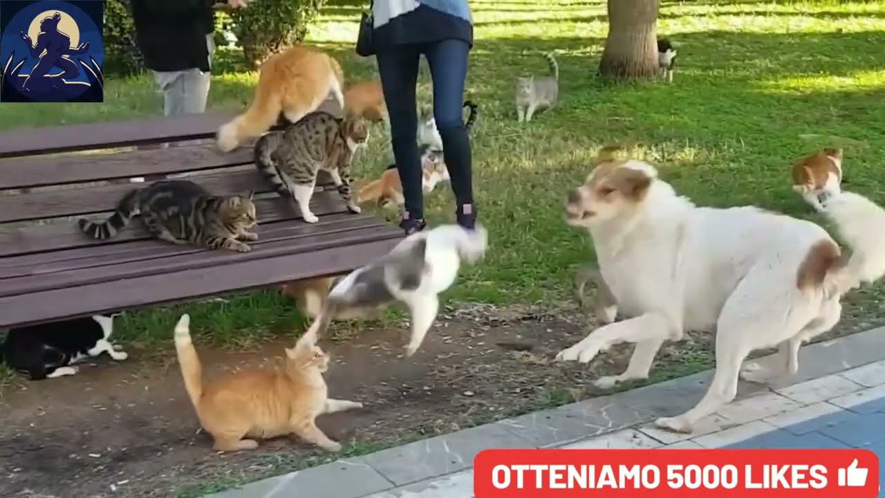 GATTI CORAGGIOSI LOTTE RIPRESE DA TELECAMERE DOCUMENTARIO