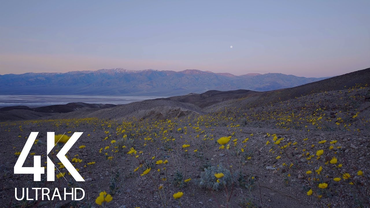 10 HRS of Bird Signing and Sound Of Insects - Death Valley in Bloom in 4K - Nature Soundscapes