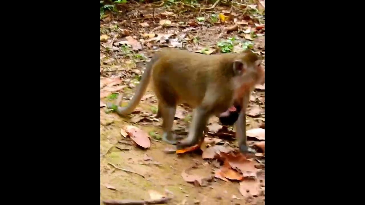 Amazing cute baby monkey 2023