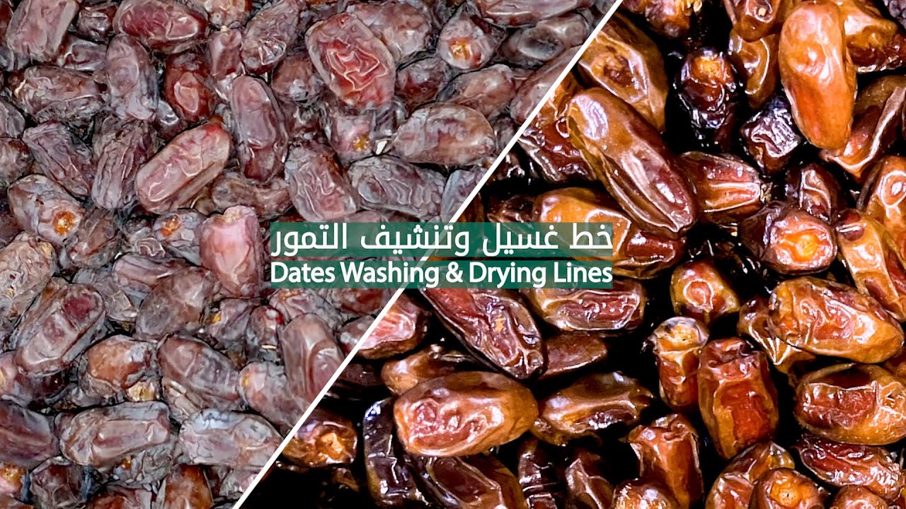 خط غسيل وتنشيف التمور || Dates Washing & Drying Lines
