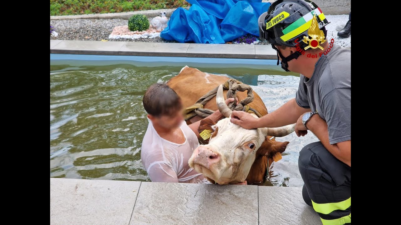PORTO VALTRAVAGLIA (VA) - RECUPERATA UNA MUCCA SCIVOLATA IN UNA PISCINA