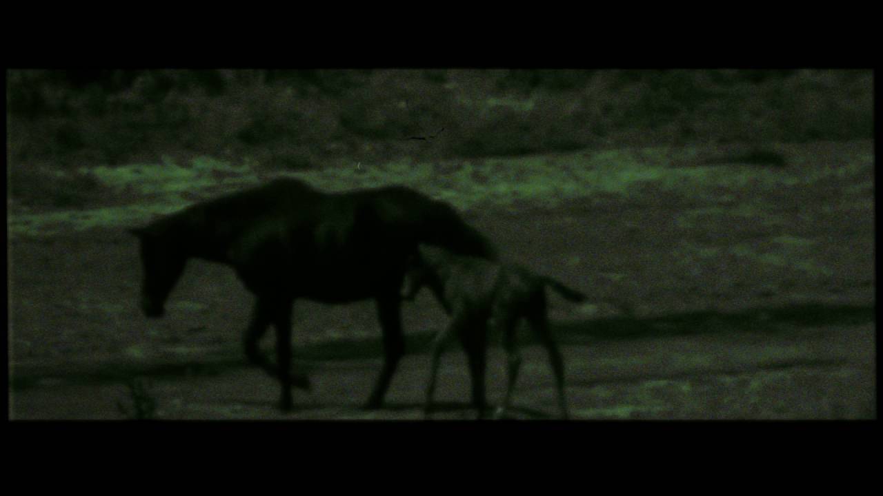 The Raveonettes - Where Are You Wild Horses (Official Lyric Video)