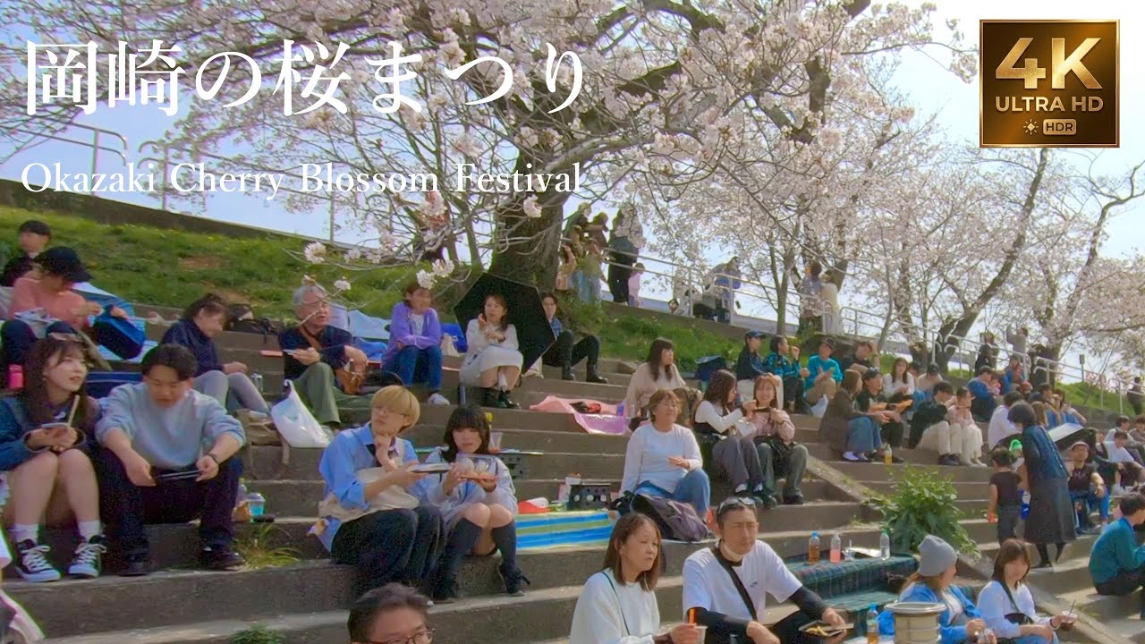 満開の桜 岡崎の桜まつり お花見散歩（乙川河川緑地左岸）walking through Okazaki Cherry Blossom Festival