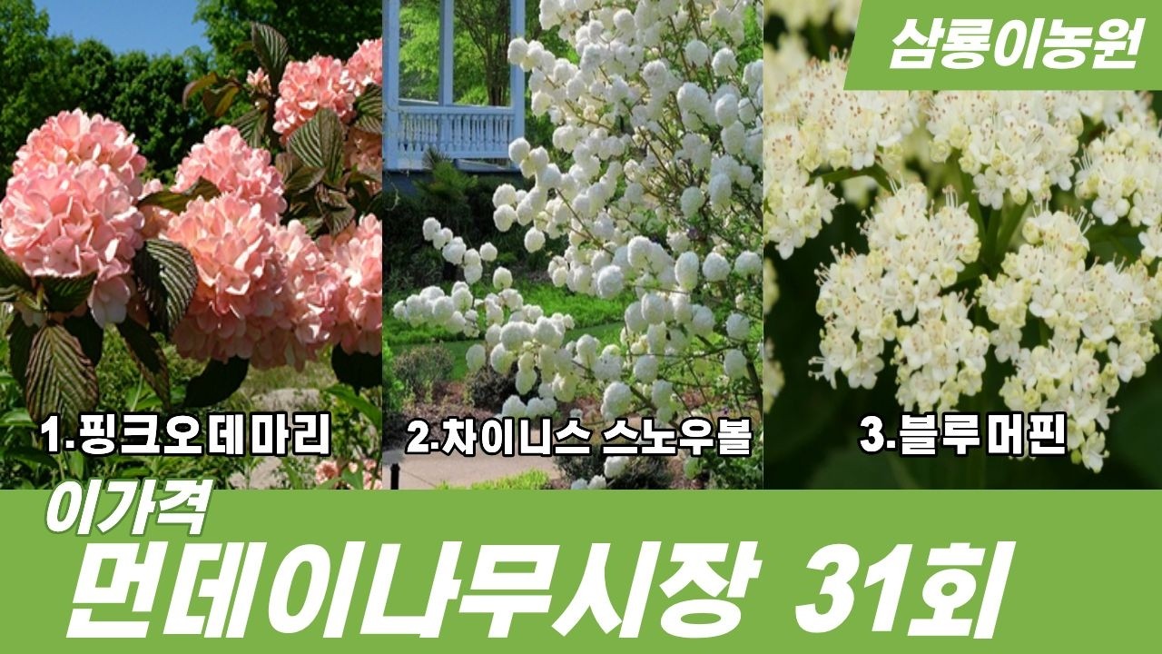 31회 먼데이나무시장 (삼룡이농원👍)