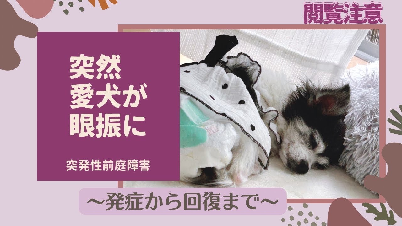 【犬の眼振】目がグルグル異常な動き/めまい/シニア犬回復するまで🐶　#いぬ  #眼振　#シニア犬