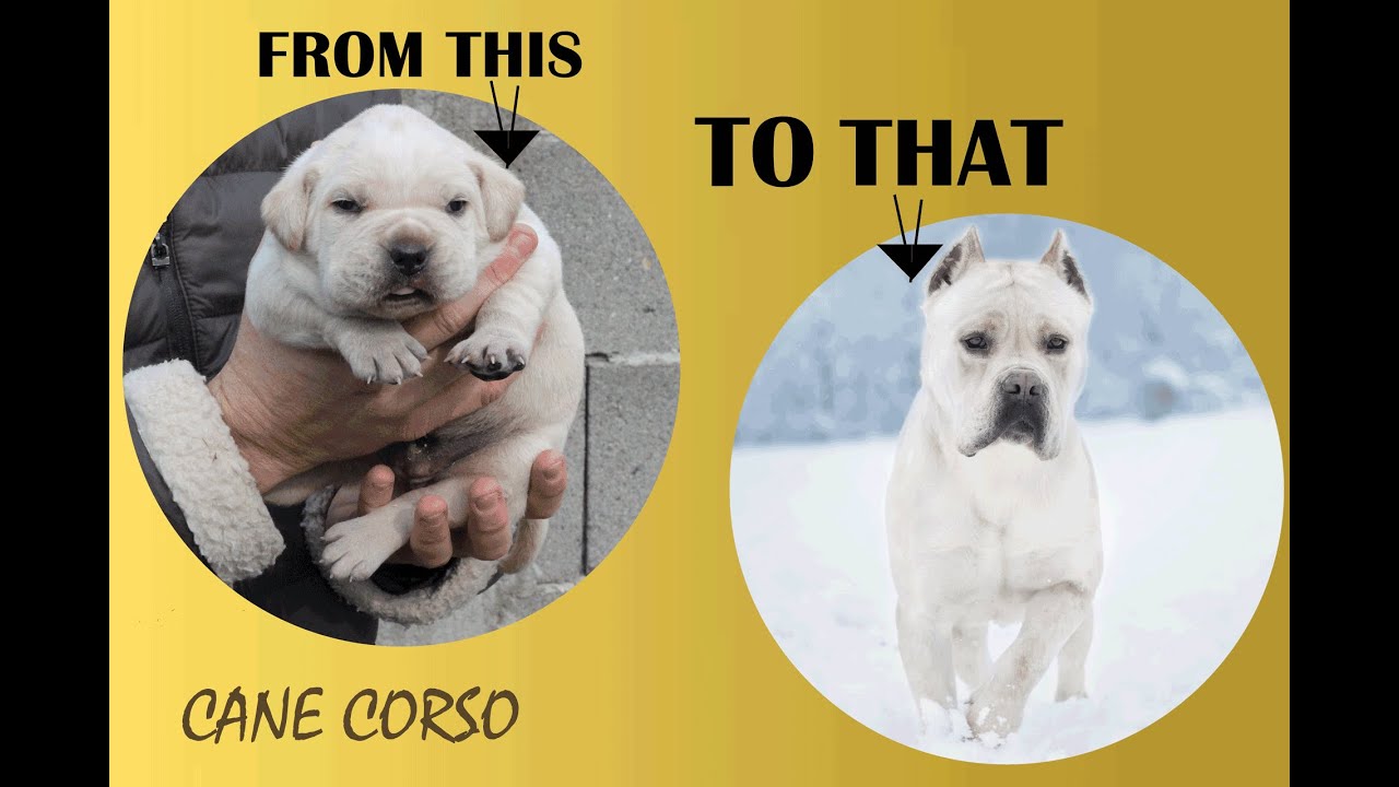 White Cane Corso from 10 days to 2 years