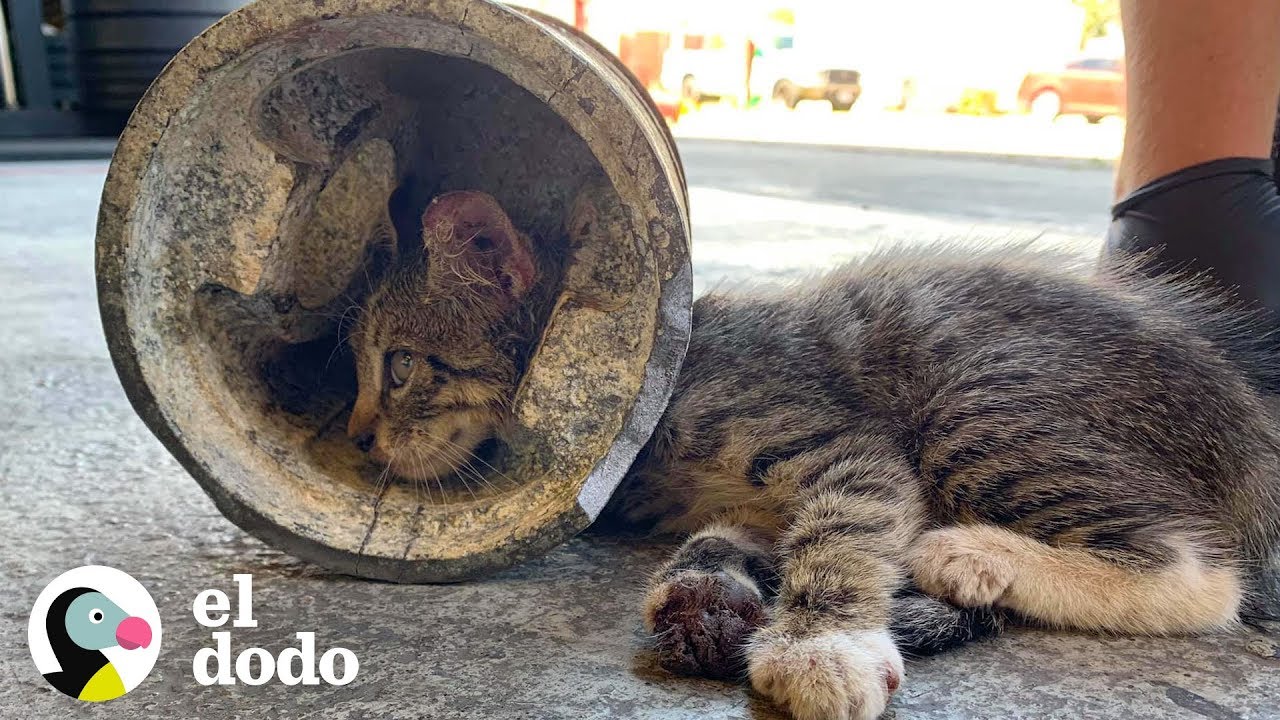 Bomberos rescatan a esta gatita de una situación casi imposible | El Dodo
