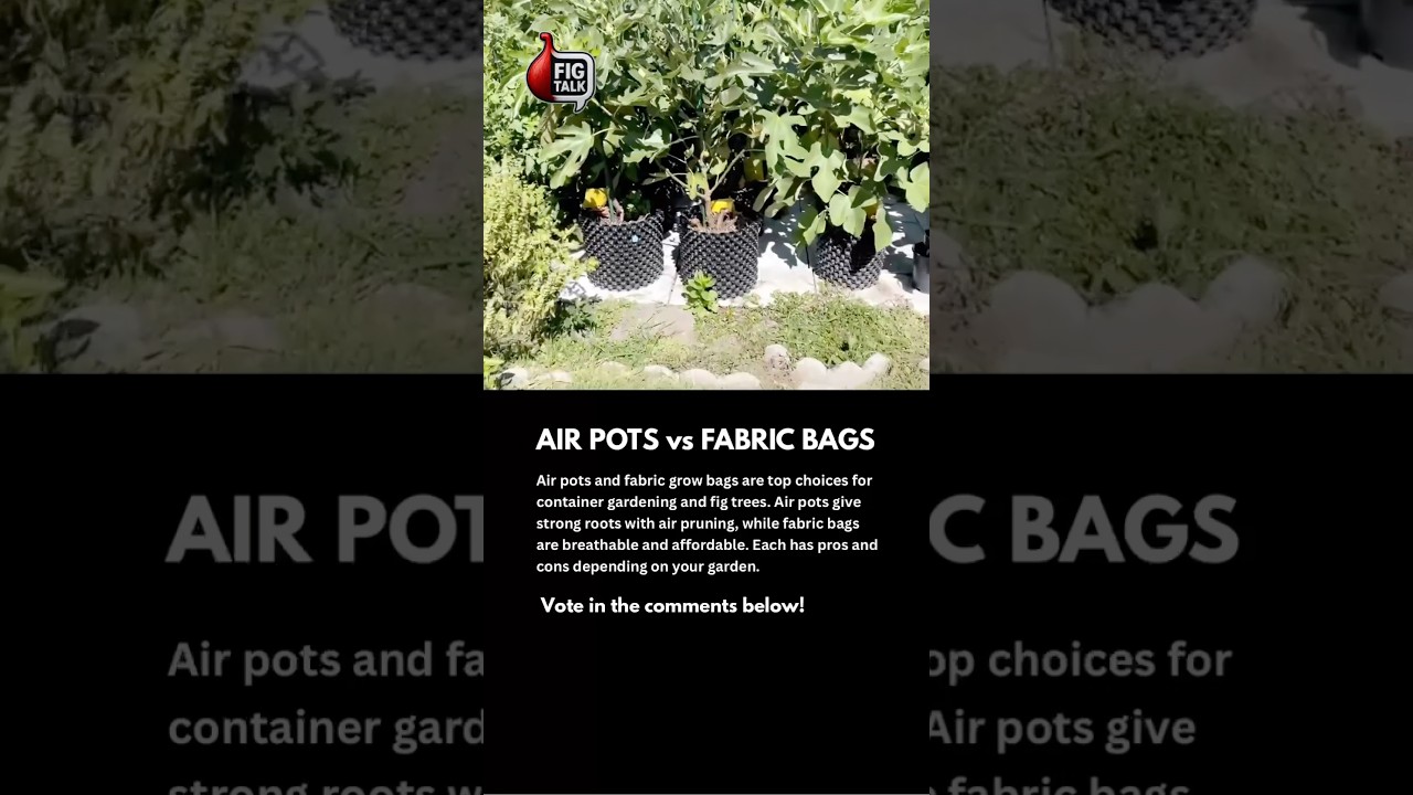 Air Pots vs Fabric Bags 🌱 Which Wins? #AirPots #FabricGrowBags #ContainerGardening #FigTrees