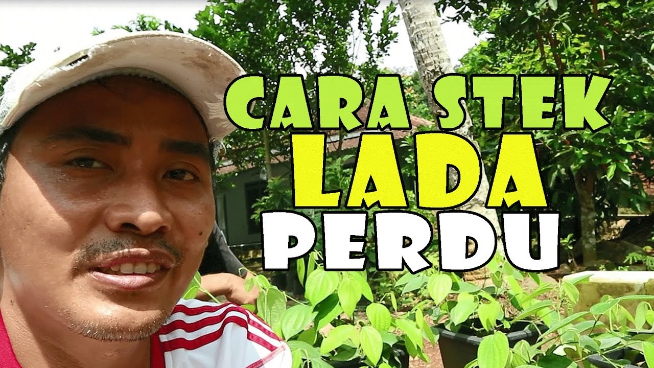 cara stek lada perdu ternyata mudah